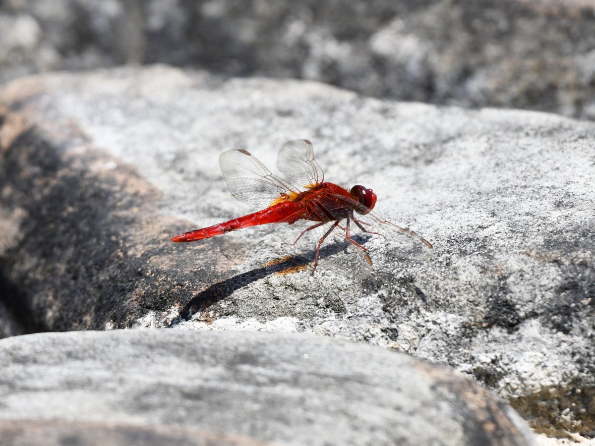 #109:
  ...
    f/... at ...mm - Shutter Speed: ... - ISO: ...